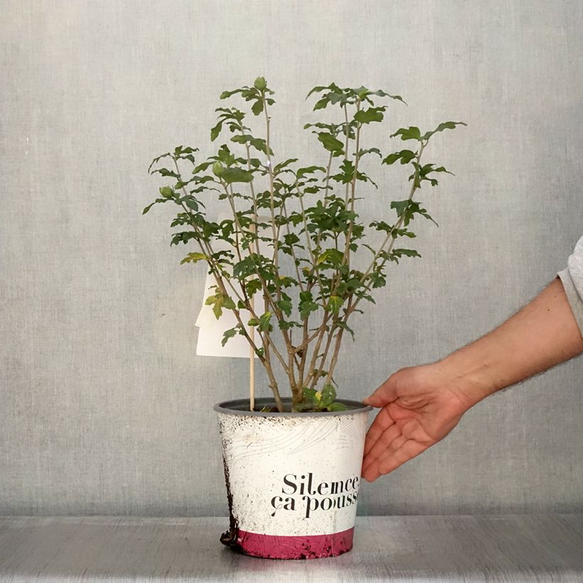 Esemplare di Hibiscus syriacus French point - Ibisco Vaso da 4L/5L come consegnato in autunno