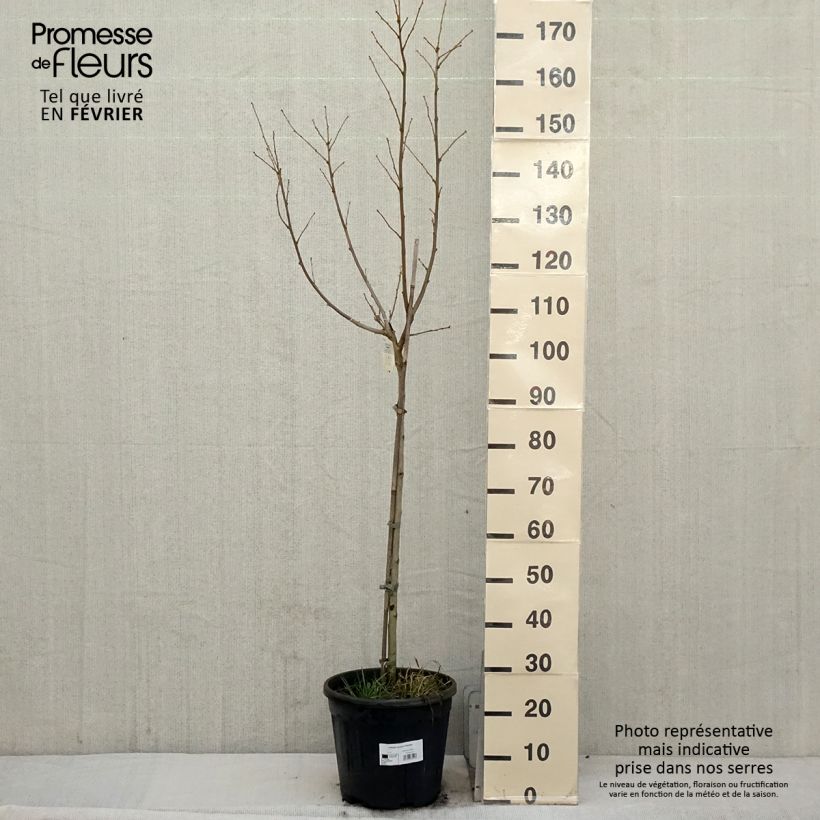 Hibiscus syriacus Hamabo - Ibisco Vaso da 7,5L/10L esemplare consegnato in inverno