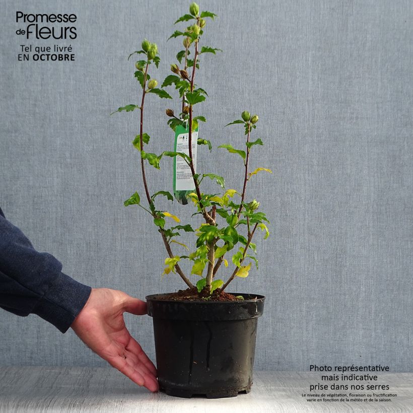 Esemplare di Hibiscus syriacus Hamabo - Ibisco Vaso da 3L/4L come consegnato in autunno
