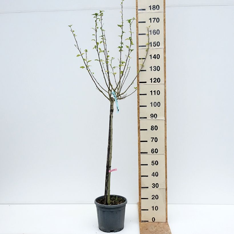 Esemplare di Hibiscus syriacus Hamabo - Ibisco Vaso da 7,5L/10L consegnato in estate