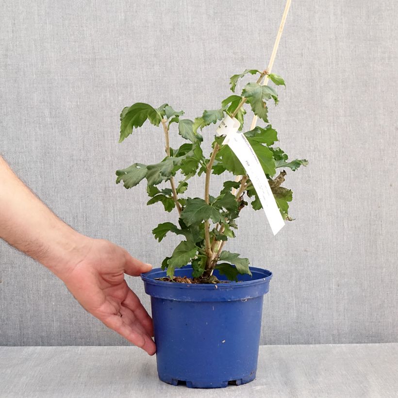 Esemplare di Hibiscus syriacus Hibisa Blanco - Ibisco Vaso da 3L/4L come consegnato in autunno