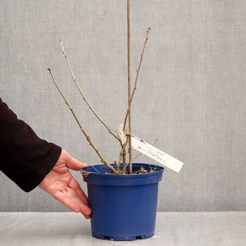 Hibiscus syriacus Hibisa Blanco - Ibisco Vaso da 3L/4L esemplare consegnato in inverno