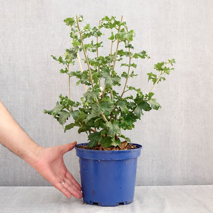 Esemplare di Hibiscus syriacus Hibisa Cocktail - Ibisco Vaso da 3L/4L come consegnato in autunno