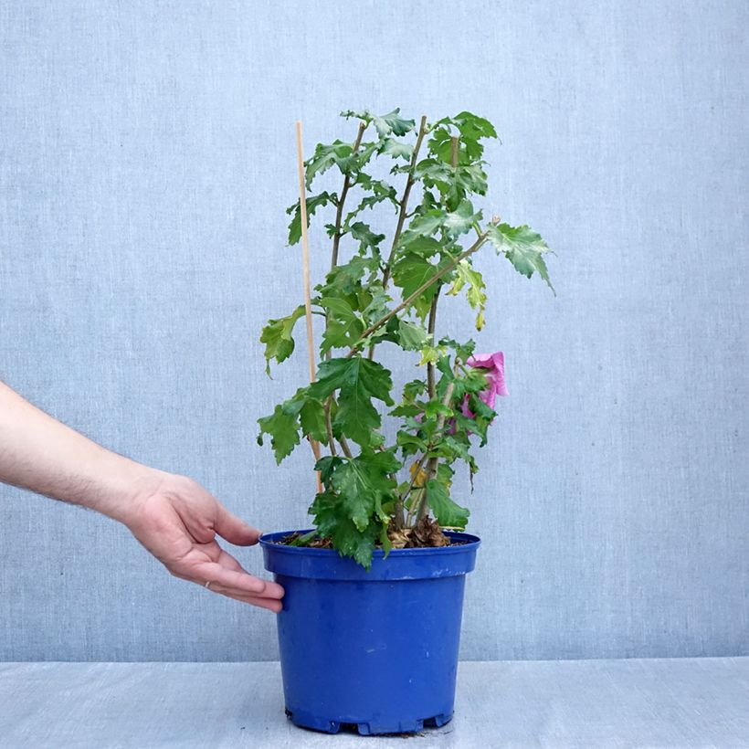 Esemplare di Hibiscus syriacus Hibisa Rosada - Ibisco Vaso da 3L/4L come consegnato in autunno