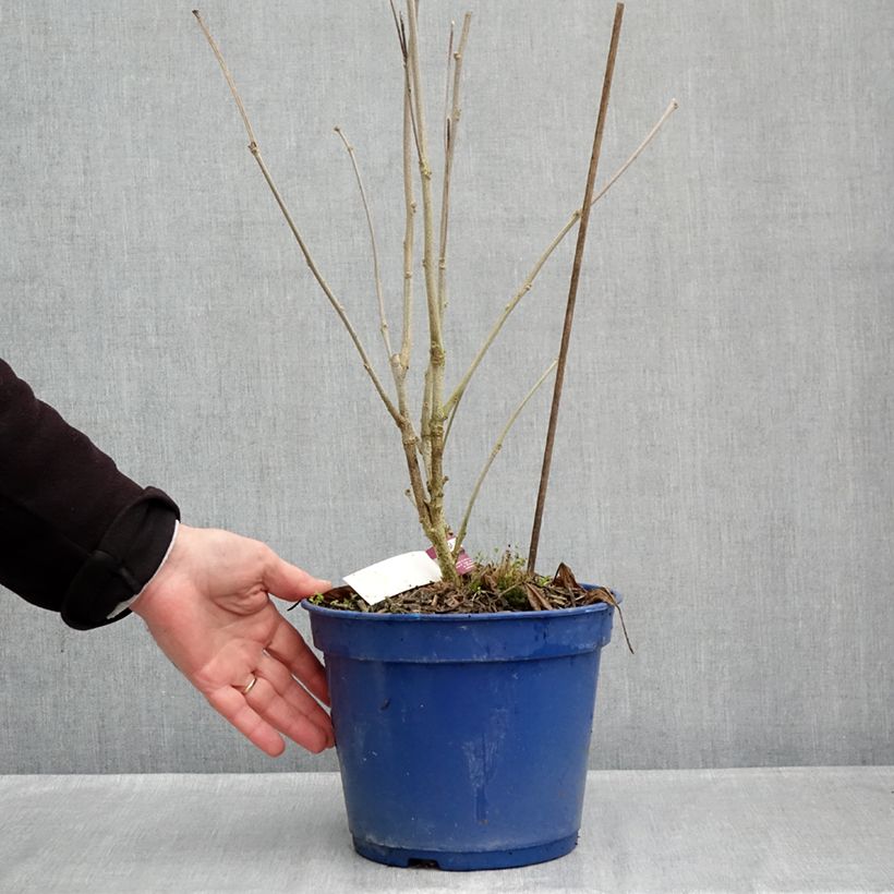 Esemplare di Hibiscus syriacus Hibisa Sangria - Ibisco Vaso da 3L/4L come consegnato in autunno