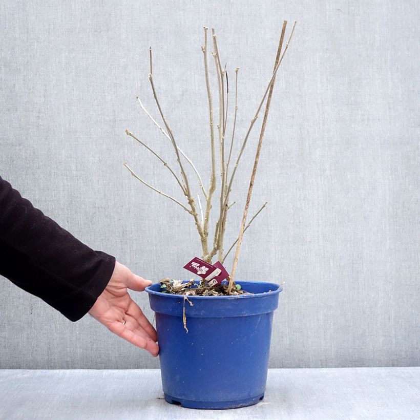 Hibiscus syriacus Hibisa Sangria - Ibisco Vaso da 3L/4L esemplare consegnato in inverno