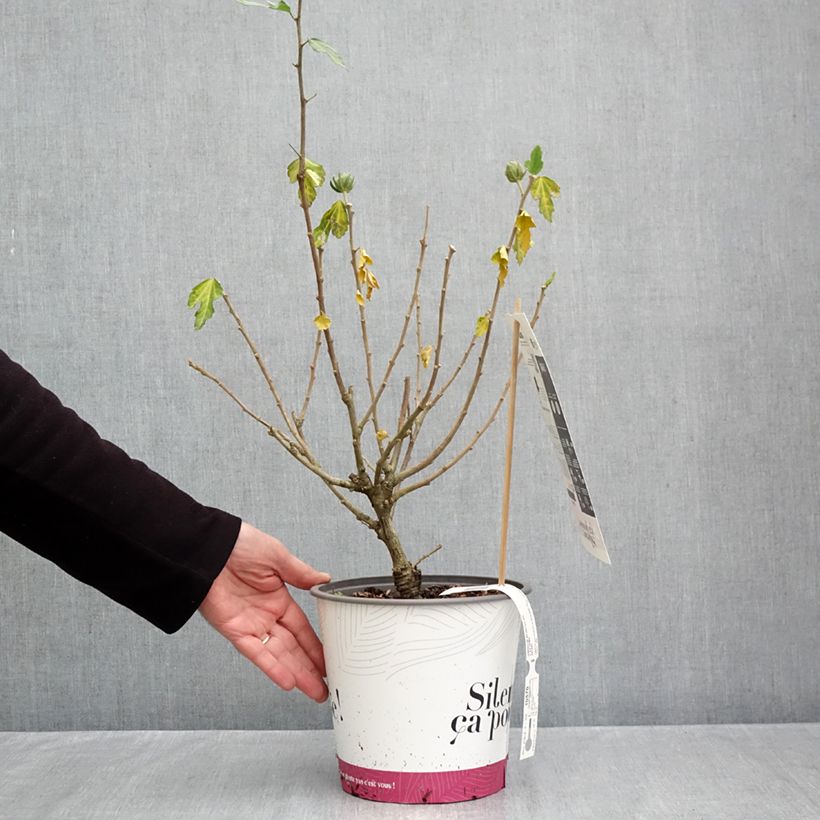 Esemplare di Hibiscus syriacus Igloo - Ibisco Vaso da 4L/5L come consegnato in autunno