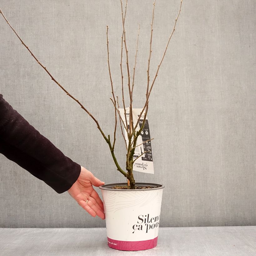 Hibiscus syriacus Igloo - Ibisco Vaso da 4L/5L esemplare consegnato in inverno