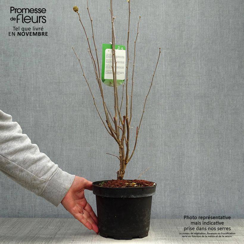 Esemplare di Hibiscus syriacus Lady Stanley - Ibisco Vaso da 3L/4L come consegnato in autunno