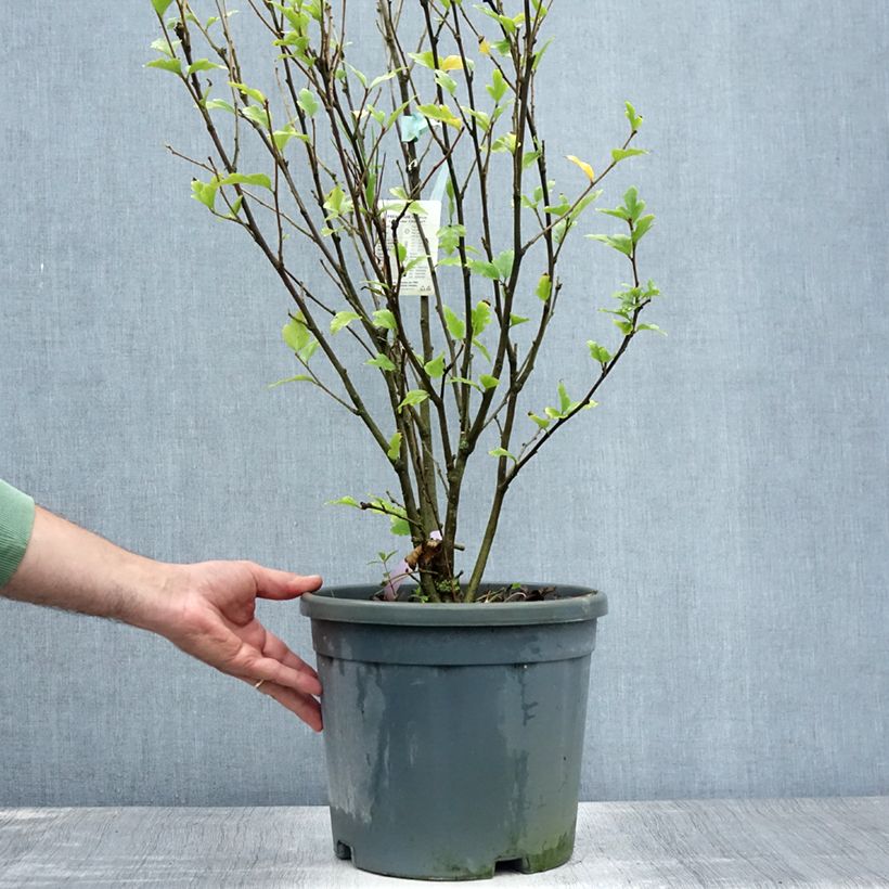 Esemplare di Hibiscus syriacus Lavender Chiffon - Ibisco Vaso da 6L/7L consegnato in estate