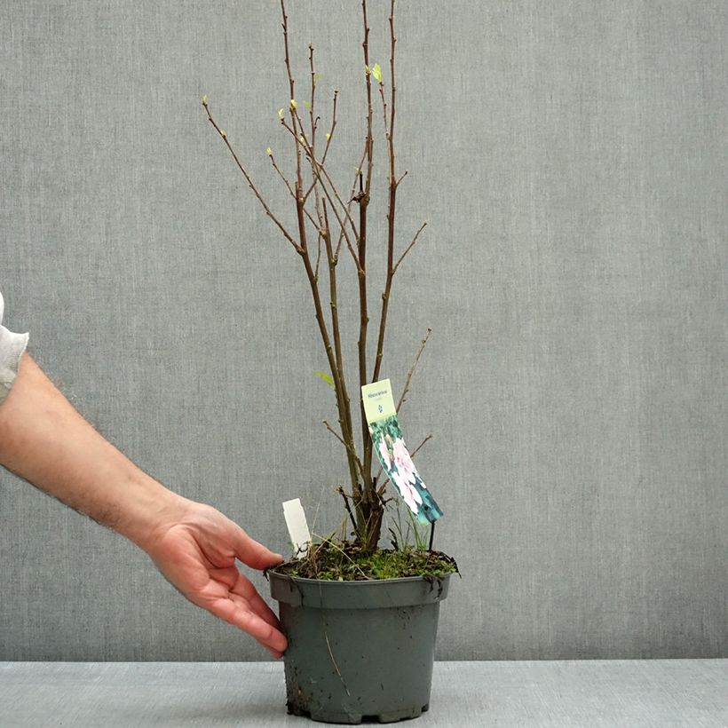 Esemplare di Hibiscus syriacus Leopoldii - Ibisco Vaso da 2L/3L come consegnato in autunno