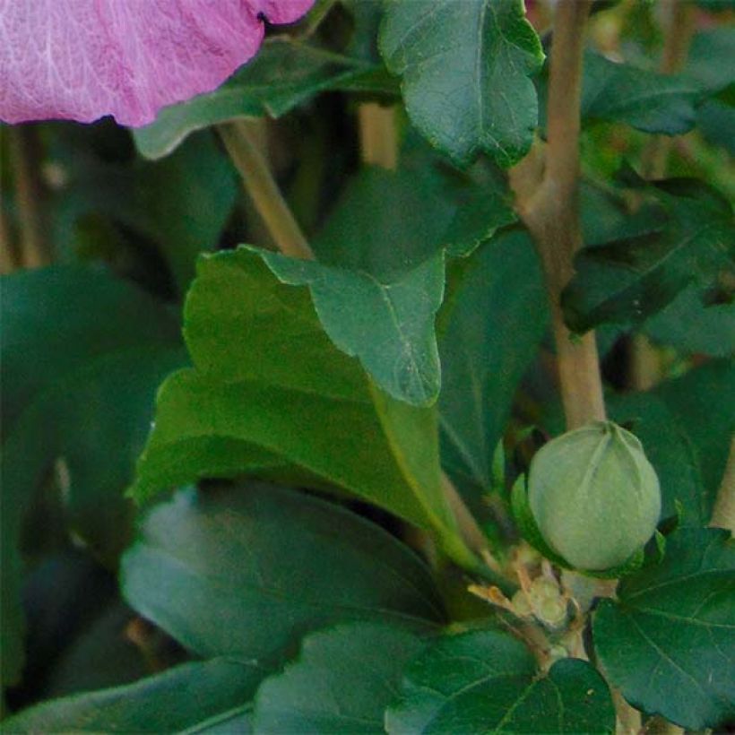 Hibiscus syriacus Magenta Chiffon - Ibisco (Fogliame)