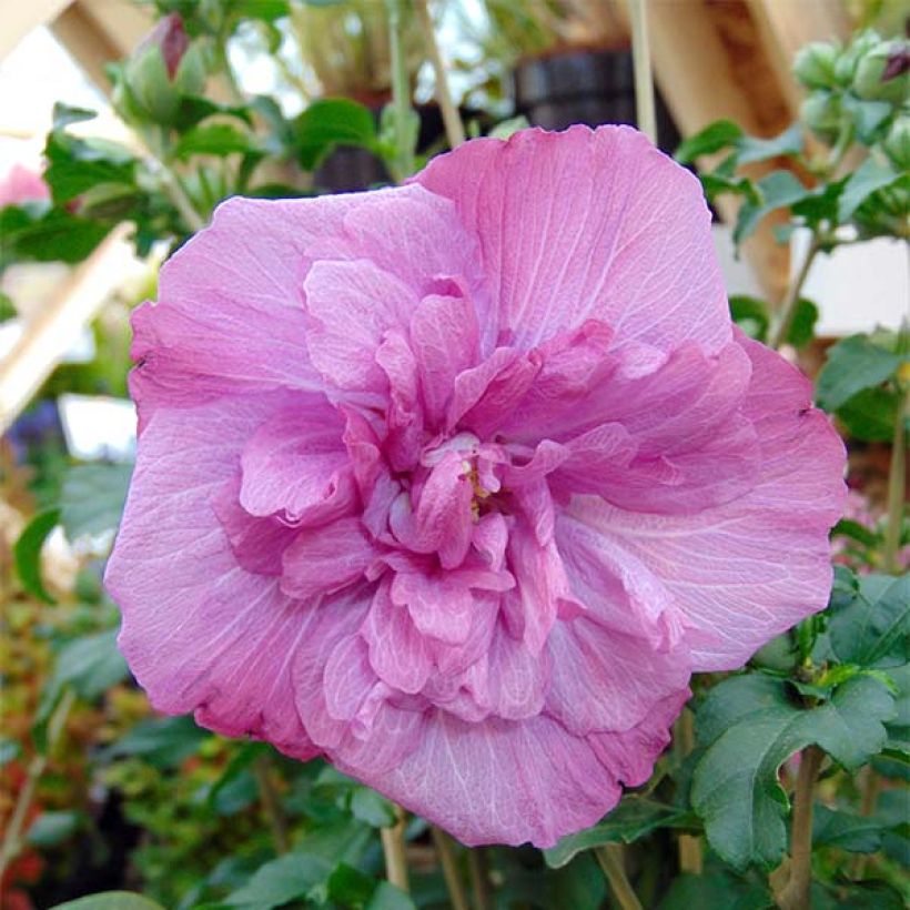 Hibiscus syriacus Magenta Chiffon - Ibisco (Fioritura)