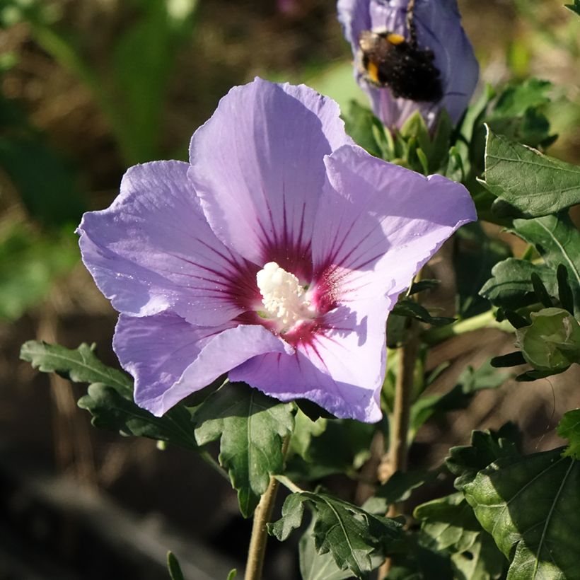 Hibiscus syriacus Marina - Ibisco (Fioritura)