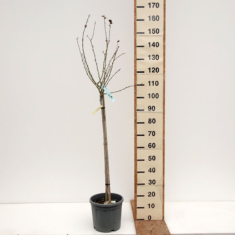 Hibiscus syriacus Marina - Ibisco Vaso da 7,5L/10L, Vaso impalcato medio esemplare consegnato in inverno