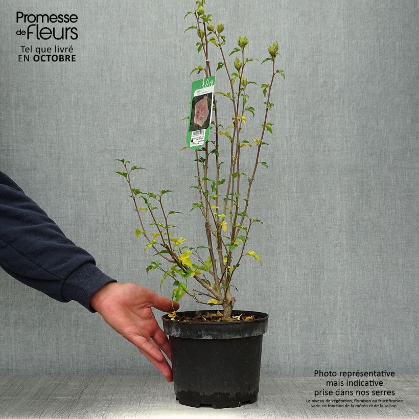 Esemplare di Hibiscus syriacus Pink Chiffon - Ibisco Vaso da 3L/4L come consegnato in autunno