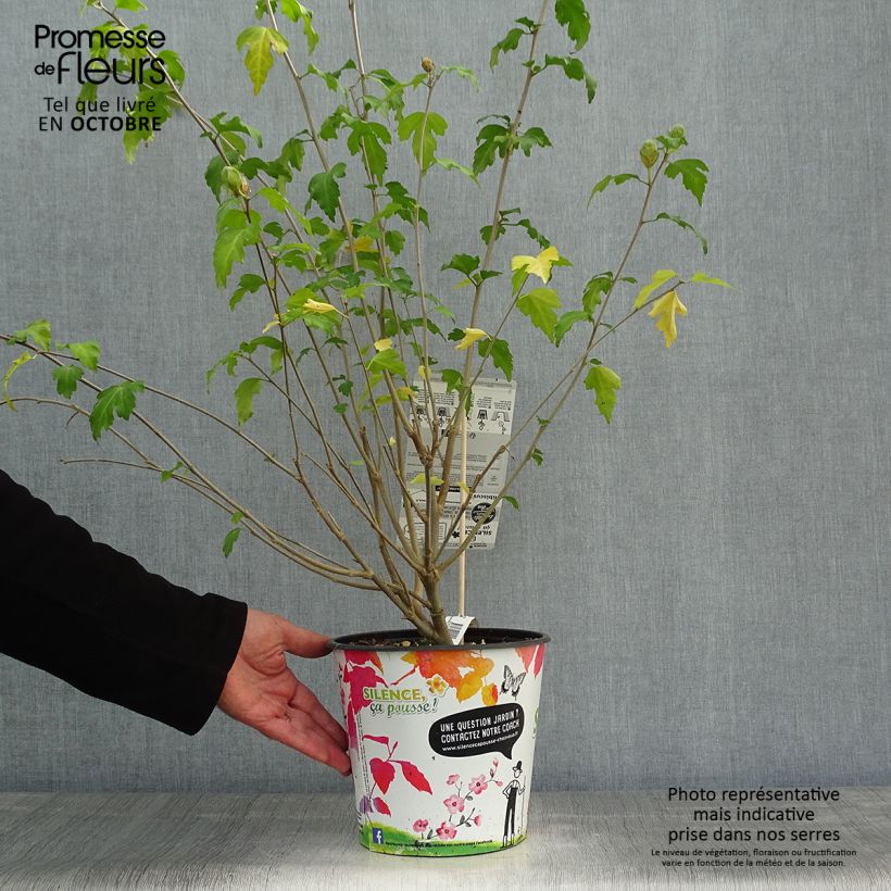 Esemplare di Hibiscus syriacus Pinky Spot - Ibisco Vaso da 4L/5L come consegnato in autunno