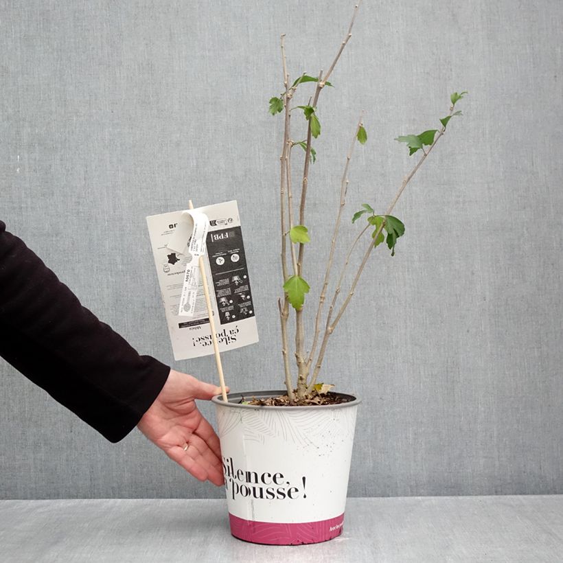 Esemplare di Hibiscus syriacus Pompei - Ibisco Vaso da 4L/5L come consegnato in autunno