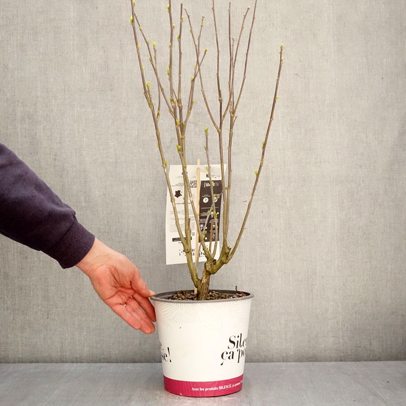 Hibiscus syriacus Pompei - Ibisco Vaso da 4L/5L esemplare consegnato in primavera