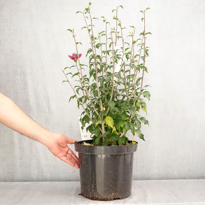 Esemplare di Hibiscus syriacus Purple Ruffles - Ibisco Vaso da 7,5L/10L come consegnato in autunno