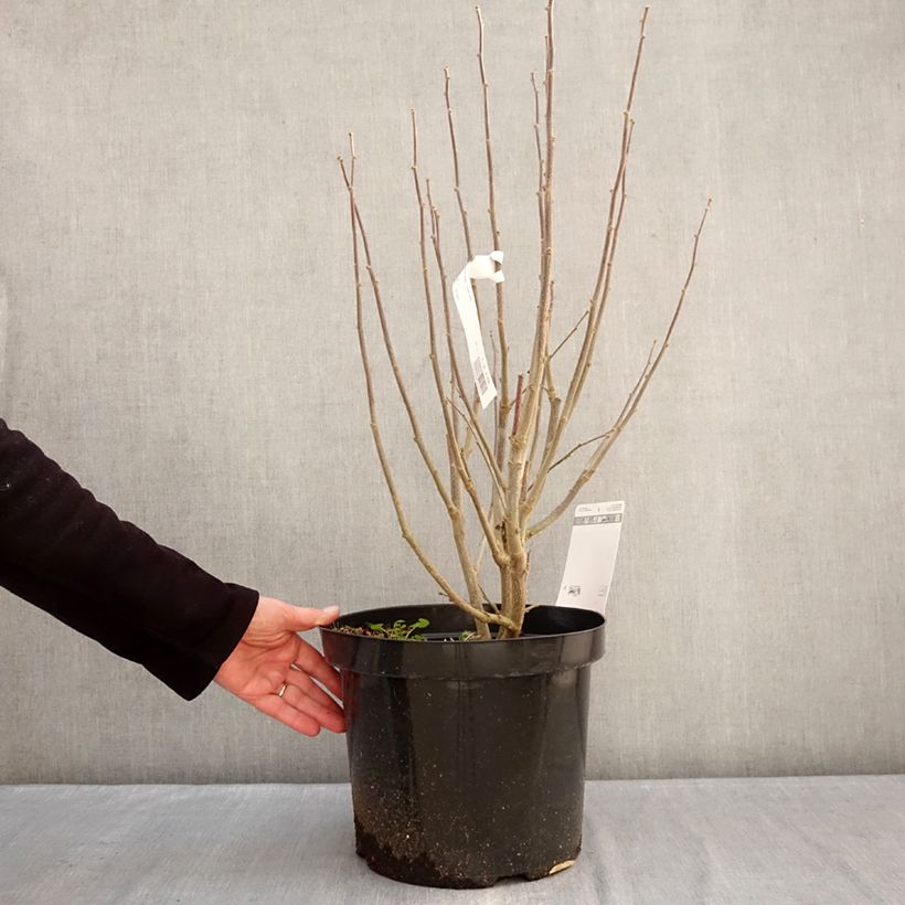 Hibiscus syriacus Purple Ruffles - Ibisco Vaso da 7,5L/10L esemplare consegnato in inverno