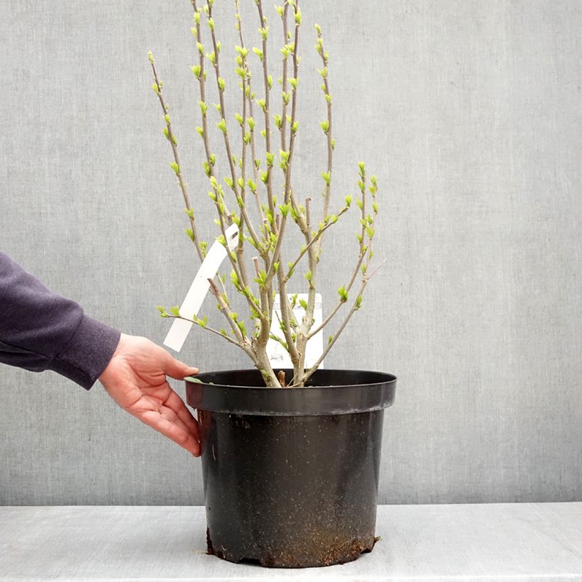 Hibiscus syriacus Purple Ruffles - Ibisco Vaso da 7,5L/10L esemplare consegnato in primavera