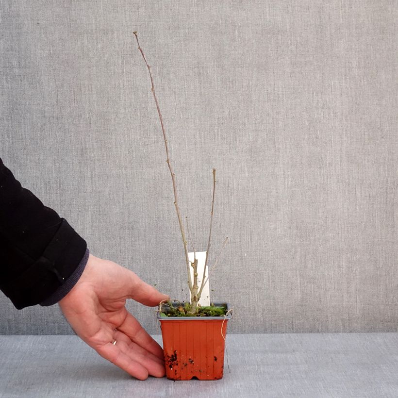 Hibiscus syriacus Red Heart - Ibisco Vasetto da 8/9 cm esemplare consegnato in inverno