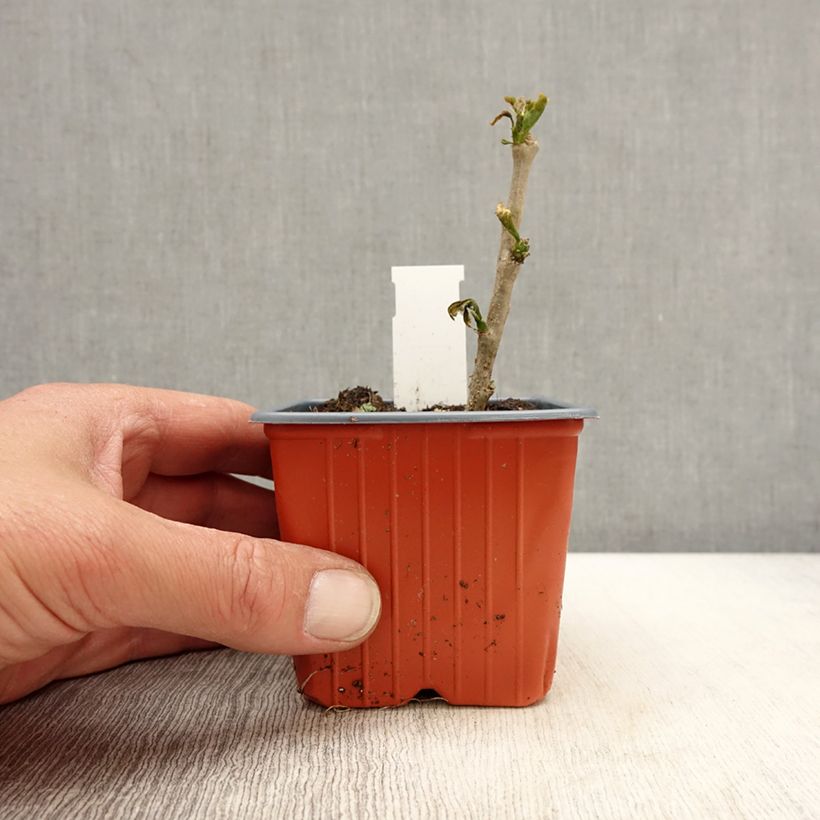 Hibiscus syriacus Red Heart - Ibisco Vasetto da 8/9 cm esemplare consegnato in primavera