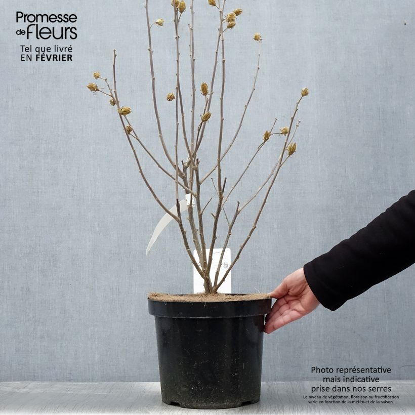 Hibiscus syriacus Shintaeyang - Ibisco Vaso da 7,5L/10L esemplare consegnato in inverno