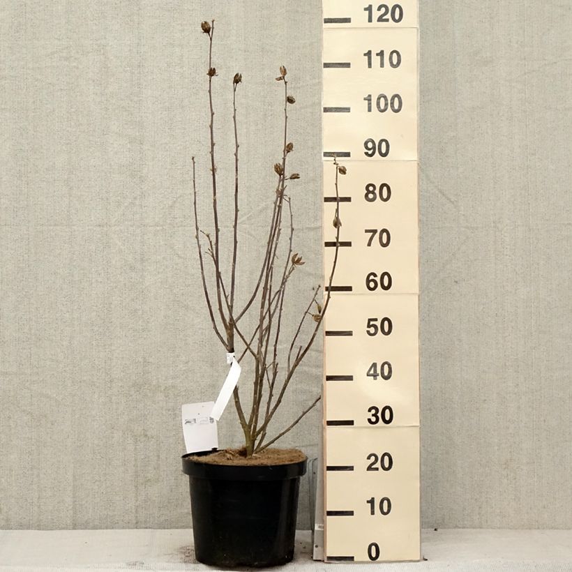 Hibiscus syriacus Shintaeyang - Ibisco Vaso da 7,5L/10L esemplare consegnato in primavera