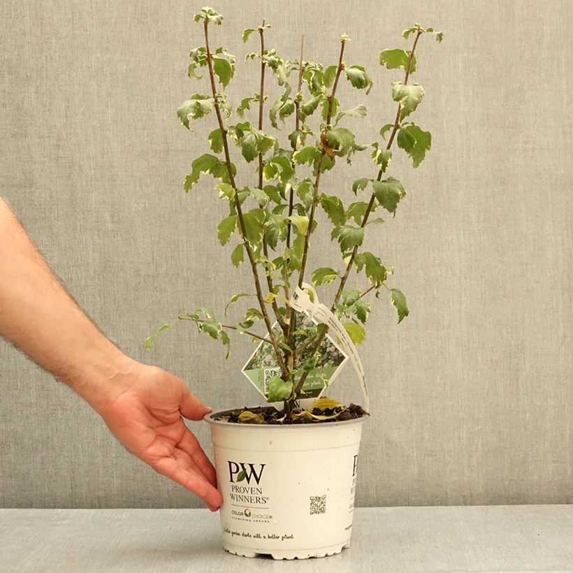 Esemplare di Hibiscus syriacus Sugar Tip - Ibisco Vaso da 3L/4L come consegnato in autunno