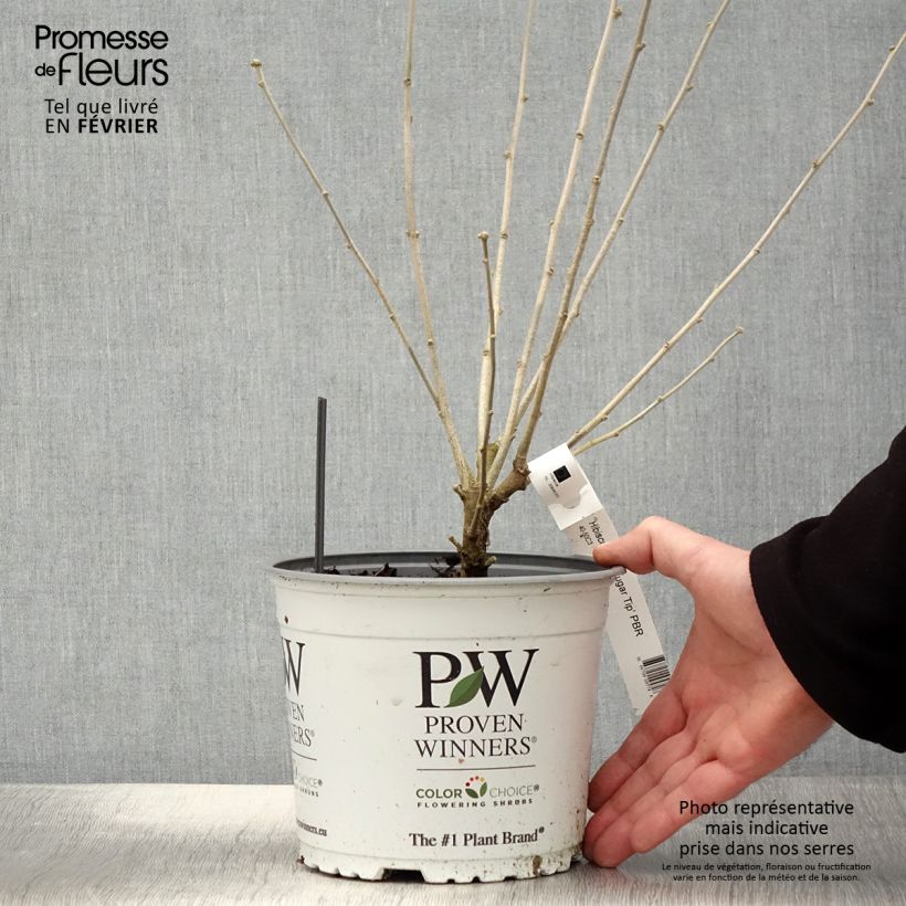 Hibiscus syriacus Sugar Tip - Ibisco Vaso da 3L/4L esemplare consegnato in inverno
