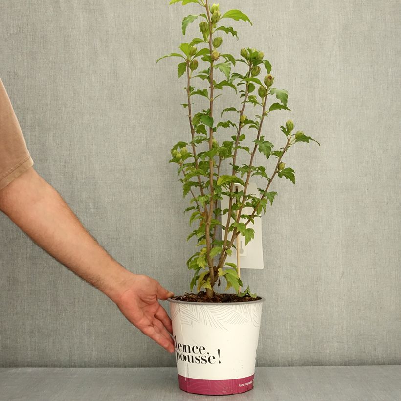Esemplare di Hibiscus syriacus Sup’Bridge - Ibisco Vaso da 4L/5L consegnato in estate