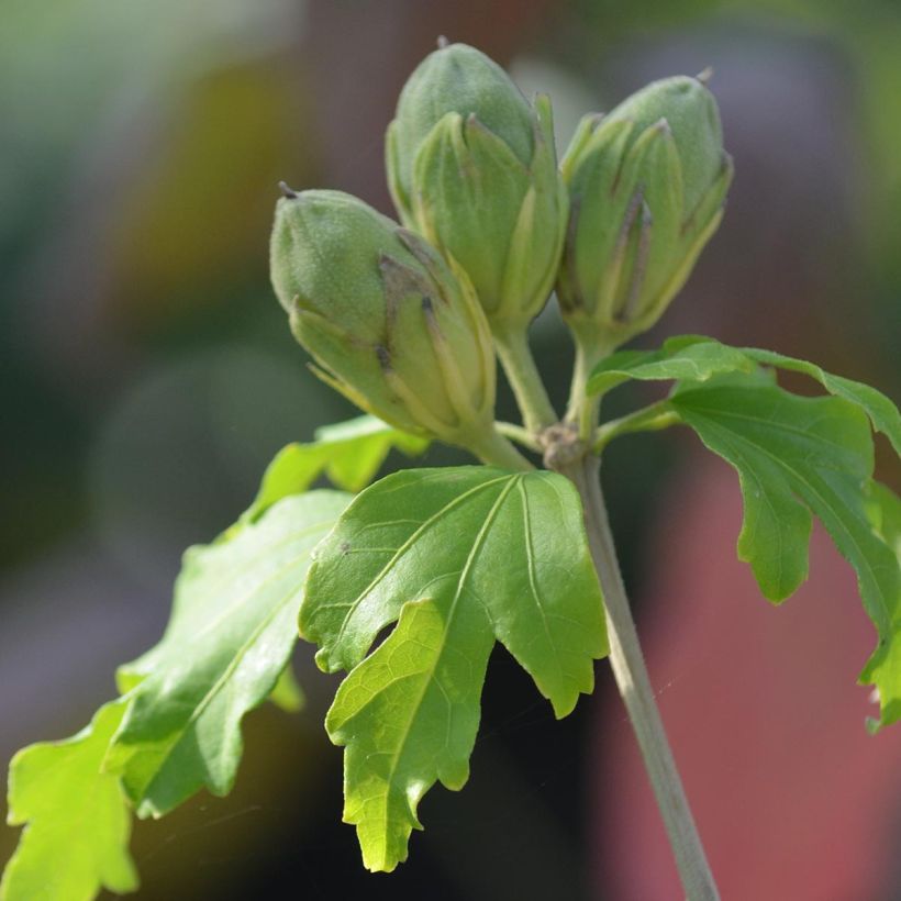 Hibiscus syriacus Sup'Heart - Ibisco (Fogliame)