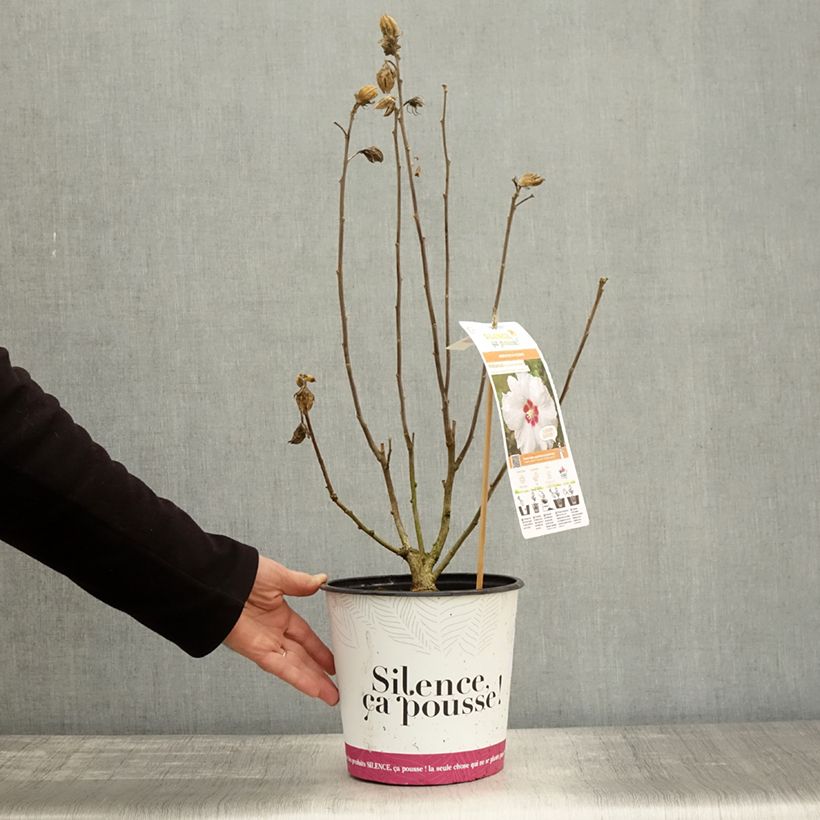 Esemplare di Hibiscus syriacus Sup'Heart - Ibisco Vaso da 3L/4L come consegnato in autunno