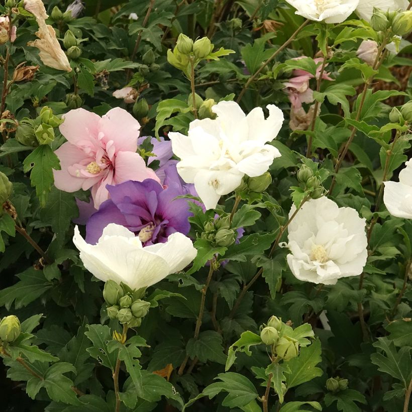 Hibiscus syriacus Three Sisters Mix - Ibisco (Fioritura)