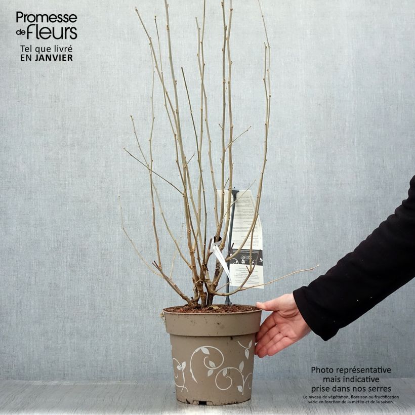 Hibiscus syriacus Three Sisters Mix - Ibisco Vaso da 6L/7L esemplare consegnato in inverno