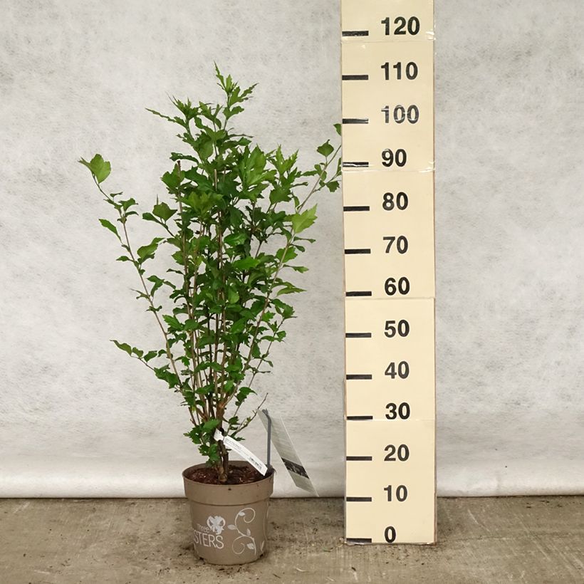 Hibiscus syriacus Three Sisters Mix - Ibisco Vaso da 6L/7L esemplare consegnato in primavera