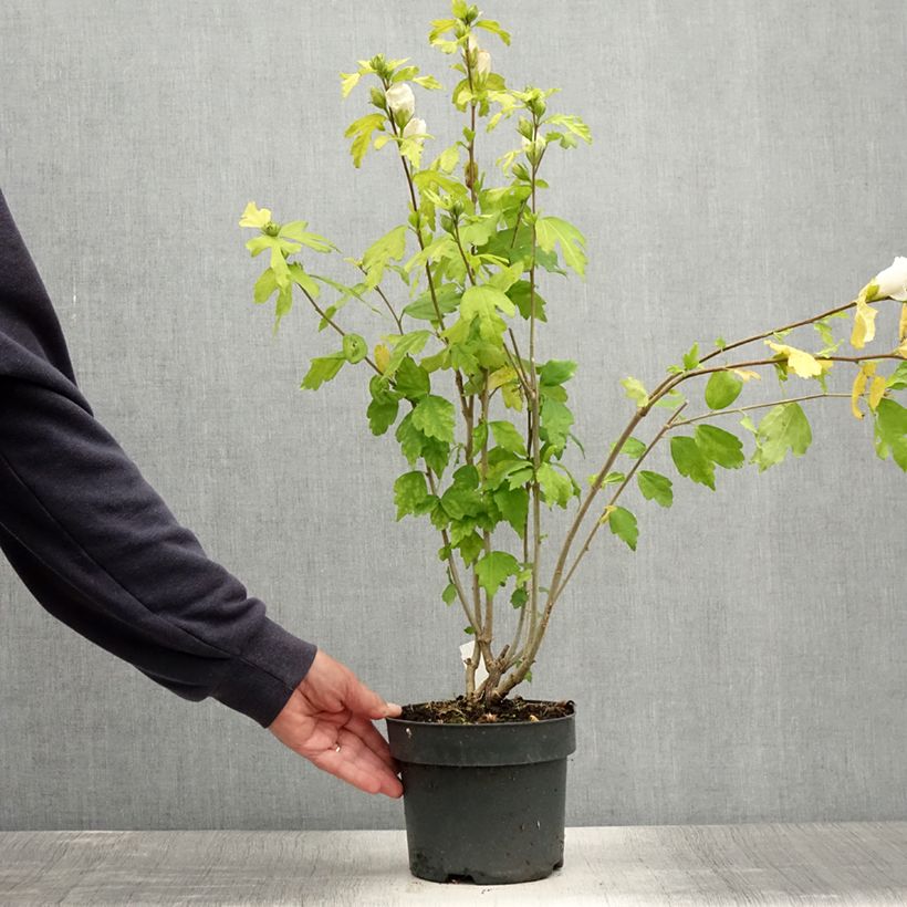 Esemplare di Hibiscus syriacus Totus Albus - Ibisco Vaso da 2L/3L consegnato in estate