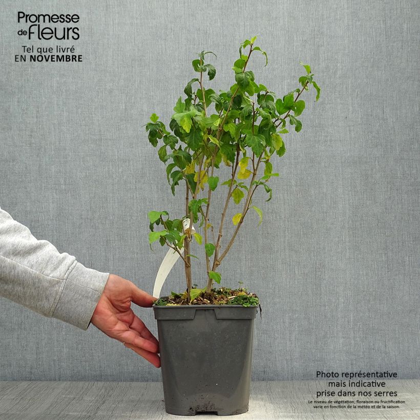 Esemplare di Hibiscus syriacus Ultramarine - Ibisco Vaso da 3L/4L come consegnato in autunno