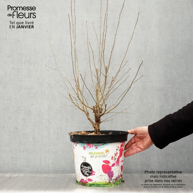 Hibiscus syriacus Ultramarine - Ibisco Vaso da 7,5L/10L esemplare consegnato in inverno