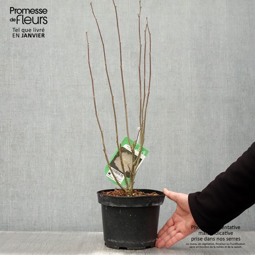 Hibiscus syriacus White Chiffon - Ibisco Vaso da 2L/3L esemplare consegnato in inverno