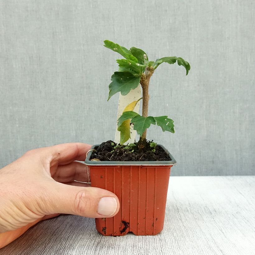 Esemplare di Hibiscus syriacus Woodbridge - Ibisco Vasetto da 8/9 cm come consegnato in autunno