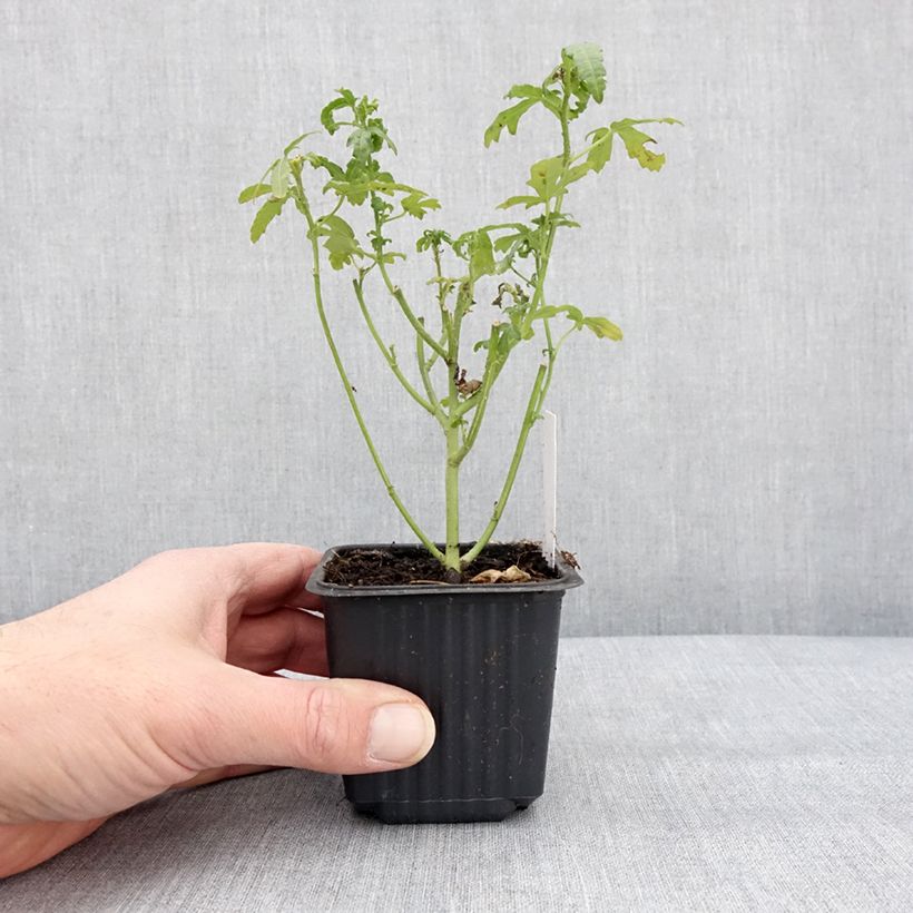 Hibiscus trionum - Ibisco vescicoso Vasetto da 8/9 cm esemplare consegnato in inverno