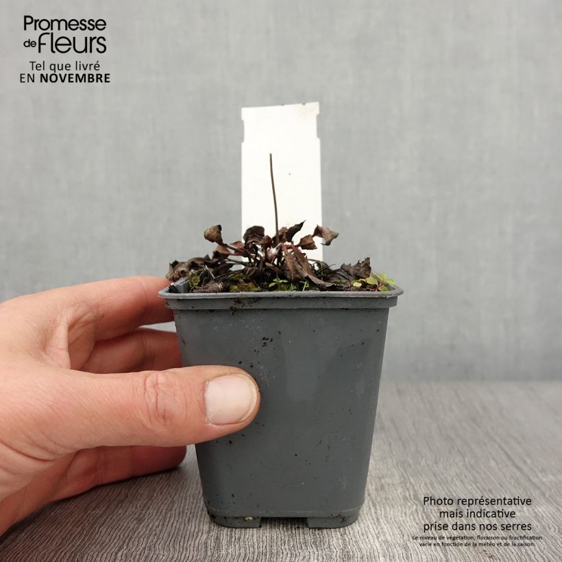 Esemplare di Hieracium maculatum - Sparviere maculato Vasetto da 8/9 cm come consegnato in autunno