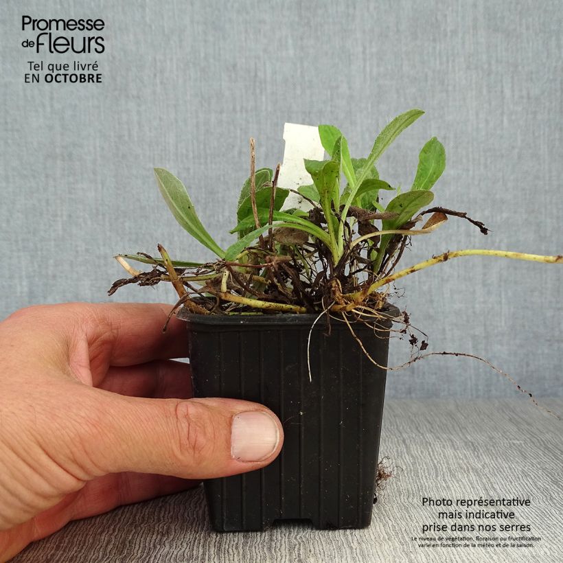 Esemplare di Hieracium pilosella - Sparviere pelosetto Vasetto da 8/9 cm come consegnato in autunno