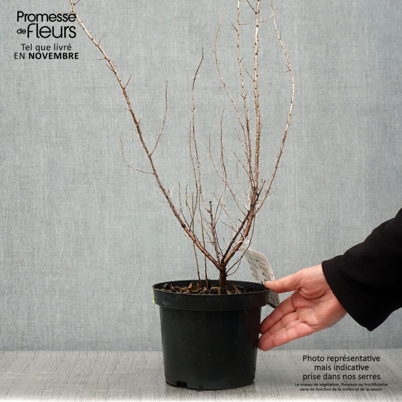 Esemplare di Hippophae rhamnoides - Olivello spinoso Vaso da 2L/3L come consegnato in autunno
