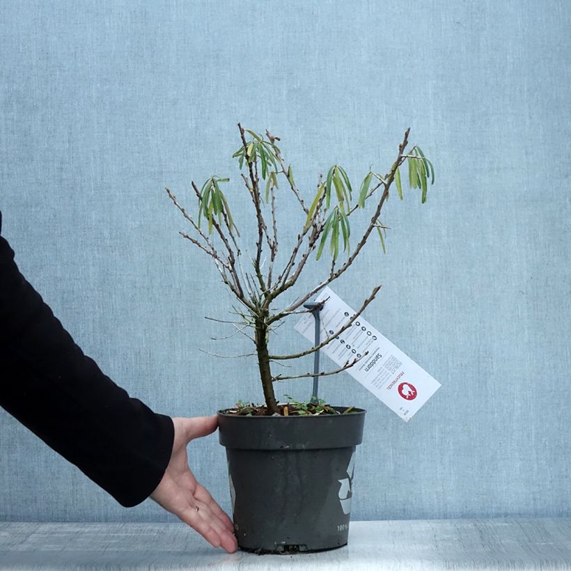 Esemplare di Hippophae rhamnoides 'Botanica' - Olivello spinoso Vaso da 3L/4L come consegnato in autunno
