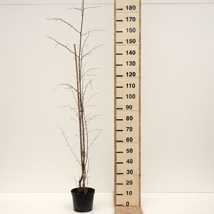 Hippophae rhamnoides Frugana - Olivello spinoso (feminna) Vaso da 4L/5L, Multifusto esemplare consegnato in inverno