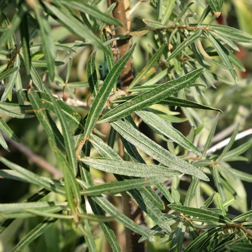 Hippophae rhamnoides Frugana - Olivello spinoso (feminna) (Fogliame)